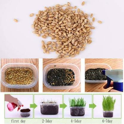 VibeX ® RDX-1356-Grow Wheatgrass Sprouting Seed