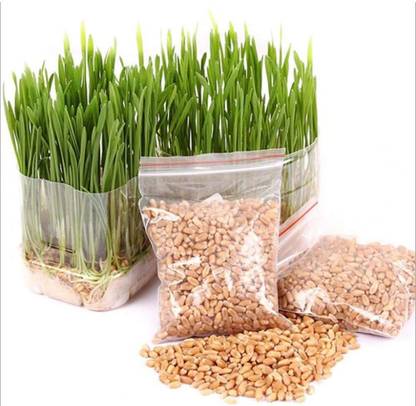 Quinergys XXX-1221-Instant Wheatgrass microgreen Sprouting Seeds Seed