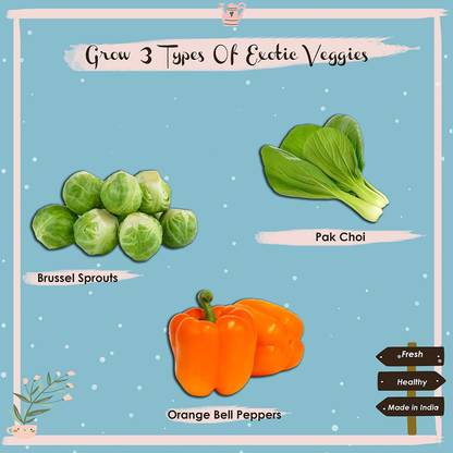 Quinergys RPG-11-Exotic Veggies Seed Starter Grow Kit Set for Beginners Seed