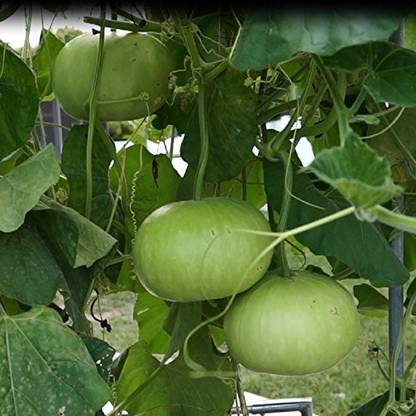 VibeX Bottle Gourd Seed