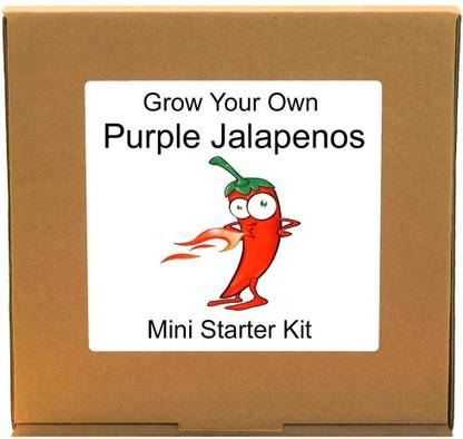 VibeX Purple Jalepenos Seed