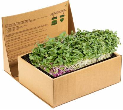 VibeX Mixed MICROGREENS KIT Seed