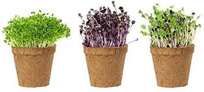 DIOART ™ XXX-255-Top Microgreen Kit Seed