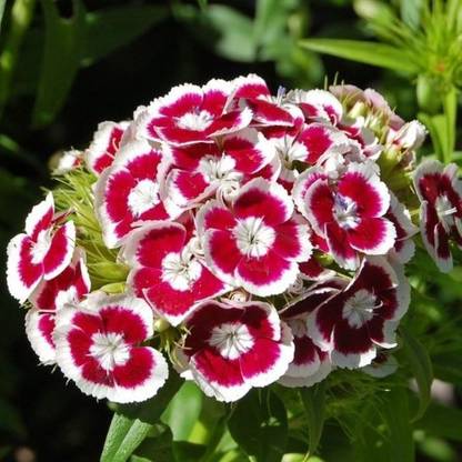 Kofy Sweet William Seed