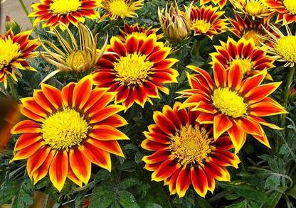 Mozette Gazania Seed
