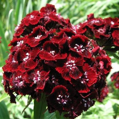 Nodoc Sweet William Seed