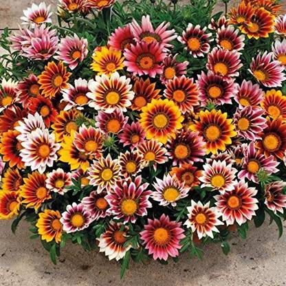 Mozette Gazania Seed
