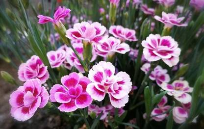 Nodoc Sweet William Seed
