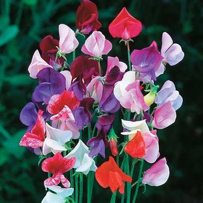 Mansa sweet pea, Lathyrus odoratus. Seed
