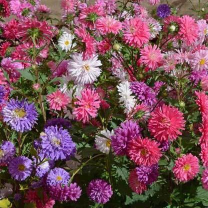 ME Traders Aster Mix Seed