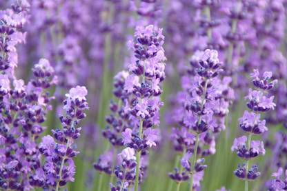 sporos Lavender Seed