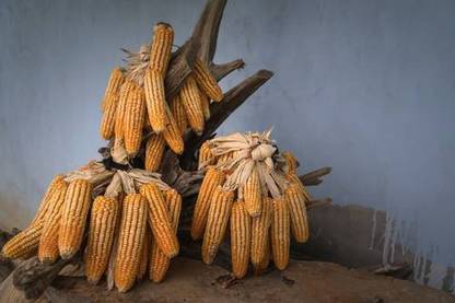 sporos CORN Seed