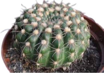 CACTUS VARIETIES Moon Cactus Plant