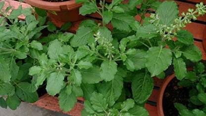 Pioneer Natural Rama Tulsi, Green Tulsi, Ocimum sanctum, Ocimum tenuiflorum, Holy Basil Seed