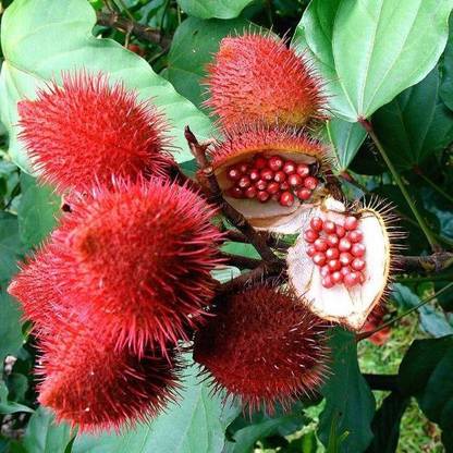 Pioneer Natural Annatto, Bixa Orellana, Achiote, Lipstick Tree Seed