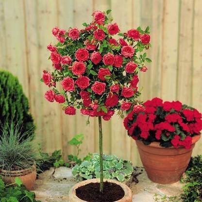 Nursery Live Rose Plant