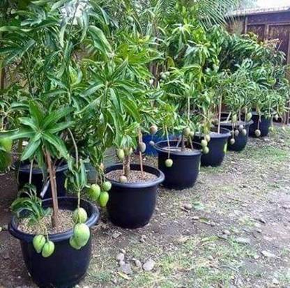 The Nursery Mango Plant