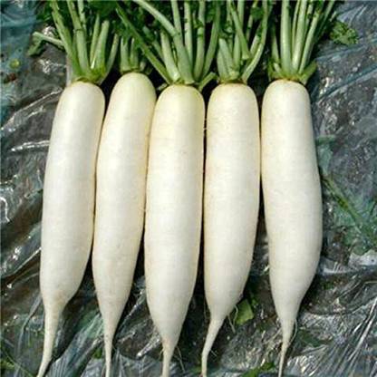VibeX RDX-258 GREEN Radish Chandani Organic F1 Hybrid Seeds Seed
