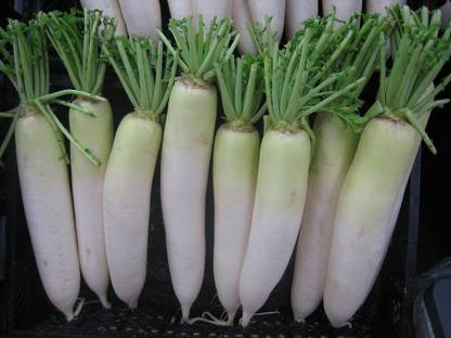 VibeX GBPUAT-125 Long Radish Seeds Seed