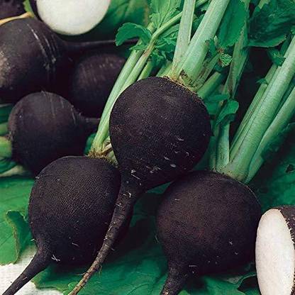 ActrovaX Black Spanish Radish Vegetable [250 Seeds] Seed