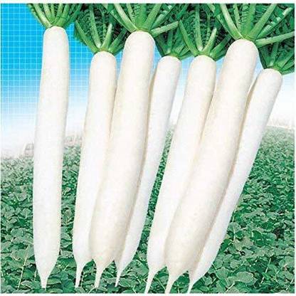 VibeX ™ KGF-692 Seeds RADISH WHITE HYBRID VARIETY Seed