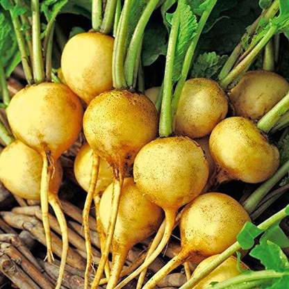VibeX VXI-733 RADISH YELLOW ROUND SEEDS Seed