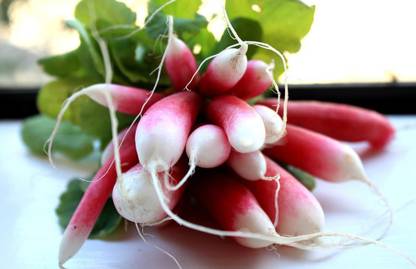 VibeX ™ IARI-552 Radish Pink White Seeds Seed