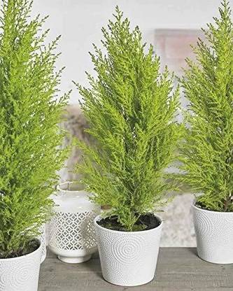 The Nursery Christmas Tree Plant