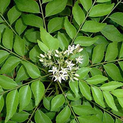 FURYHUB Curry Leaf Plant