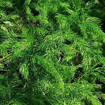 WILLVINE Asparagus racemosus Seed