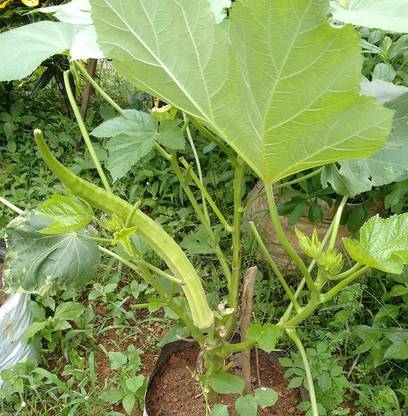 VibeX ladies finger Seed