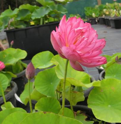 VibeX Lotus Seed