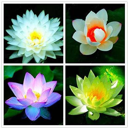 VibeX Water Lily Seed