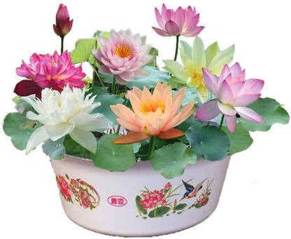 VibeX ™ XII-50 Lotus Seeds,Water Lily Flower Plant Seed