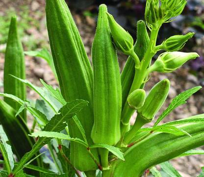 VibeX ™ AFC-605-Desi Super Anamika Bhindi Lady Finger Okra Seed Seed