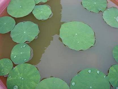 VibeX Lotus Seed