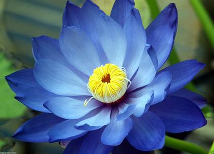 VibeX ® LXI-769 Lotus Flower Mixed Colour Seeds Seed