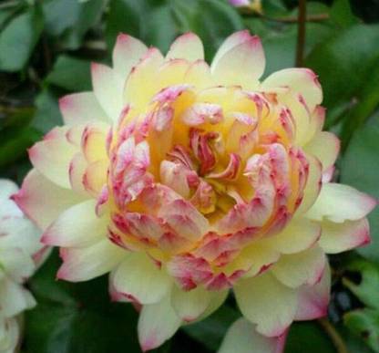 VibeX Lotus Seed