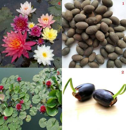 VibeX LXI-84 Bowl lotus/water lily flower / Lotus /ponds Seeds Seed