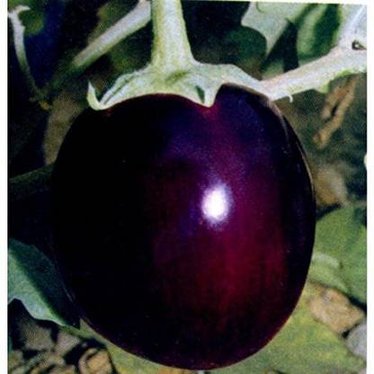 VibeX ® CBZ-618-Brinjal Round seeds best qulity seeds Seed