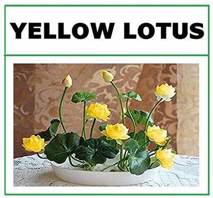 VibeX ® CBZ-1007 Mini Lotus Seeds Bonsai Seeds Set Hydrophyte Seed