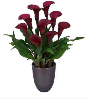 LIVE GREEN Calla Lily 'Sumatra' Seed