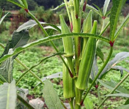 VibeX Green Ladies Finger Seed