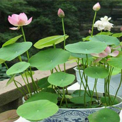 VibeX ® LXI-469 Water Lily kit - Pond Plants - Water Lilies - Aquatic Plants Seed