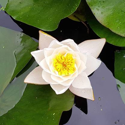 VibeX Lotus Seed Water Lily Aquatic Water Features Seeds Seed