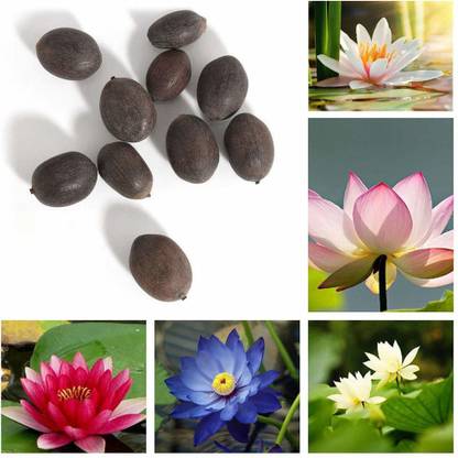VibeX ® LXI-1449 Beautiful Bonsai Lotus Seeds, Water Lily Flower Plant Seed