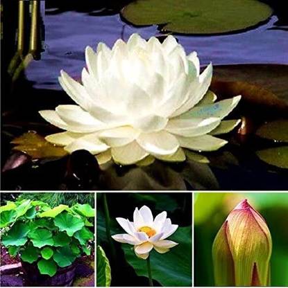 WILLVINE June Snow Lotus Seeds Seed