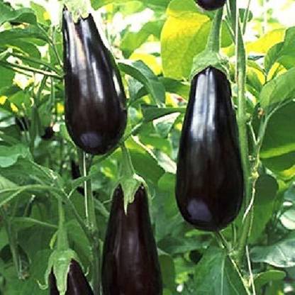 VibeX Brinjal Seeds Seed