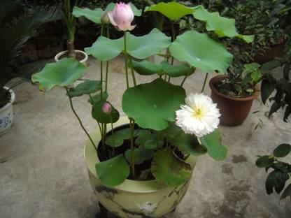VibeX ™ VXI-828 Lotus Flower Seeds Seed