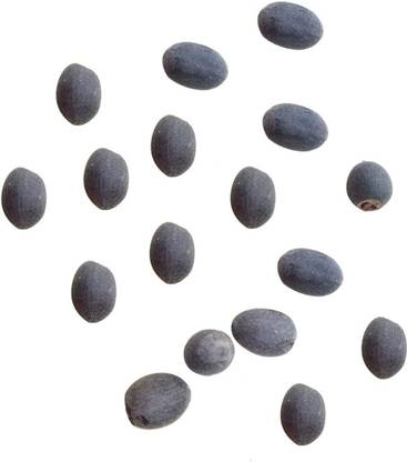 VibeX Water Lily Seed